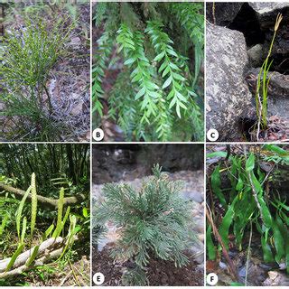 (PDF) Threatened lycophytes and ferns in four Protected Areas of .